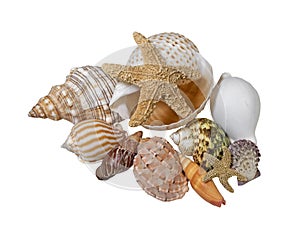 Treasurers of the Sea- Variety of Sea Shells