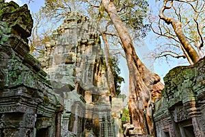 El único templo, yerno Camboya. para sanar de creciente árboles el gran raíces través de los muros de templo 