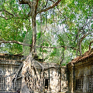 Treat of demage from growing trees on Ta Prohm Temple, Angkor, Siem Reap, Cambodia. Big roots over walls and roof of a temple.