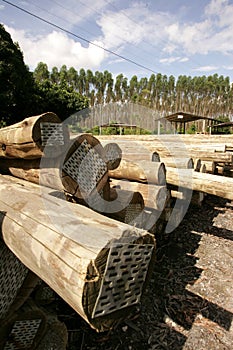 Treated eucalyptus wood
