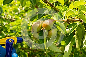 Treating pear branches in the summer with a fungicide against pests or bacterial diseases. Spraying plants with a sprayer. Garden