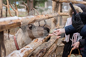 treating reindeer with moss at a deer farm