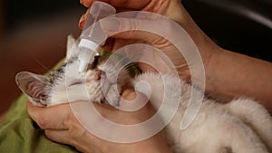 Treating a rescue kitten eyes with eyedrops - closeup