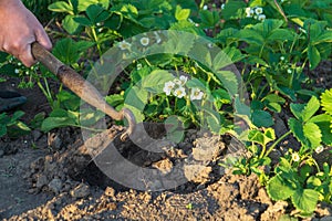 Treating the soil with glanders around flowering strawberries in the garden in spring photo