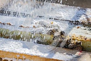 Treatment bees with powder sugar dusting against warroa destructor