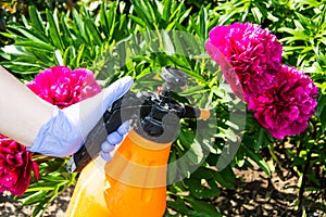 Treatment of garden flowers from pests and diseases