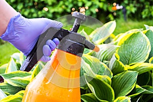 Treatment of garden flowers from pests and diseases photo