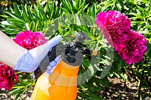 Treatment of garden flowers from pests and diseases photo