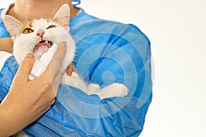 treatment of gingivitis in a cat, veterinarian sprays a special medicine into the cats mouth, copy space, concept of caring for