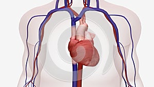 The Treatment for Hypertrophic Cardiomyopathy