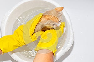 Treatment of a kitten from fleas. A woman in protective gloves washes a ginger kitten, after baiting fleas