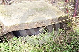 Treatment, Pest Control, Fumigation Outdoors