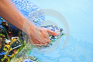 Treatment of a sea turtle