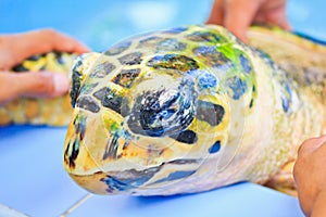 Treatment of a sea turtle