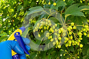 Treatment of viburnum tree branches in summer with a fungicide against pests or bacterial diseases. Spraying plants with a sprayer