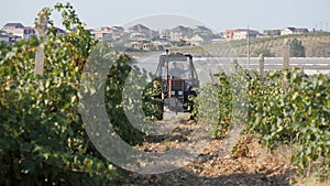 Treatment of vineyards from pests. The tractor drives between the rows of the vineyard and sprays the grape vine with