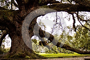 Treaty Oak in Jacksonville, Florida