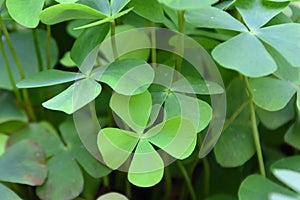 Trebol of four leaves in Botanical Garden of photo