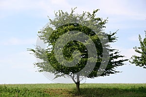 Tree photo