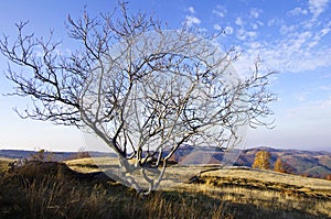 Un albero 