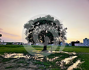 Tree Ã°Å¸ÅÂ²