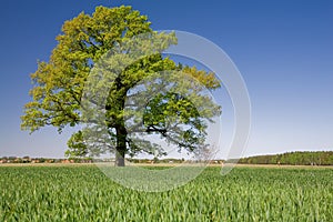 Un árbol 