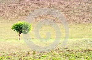 single tree