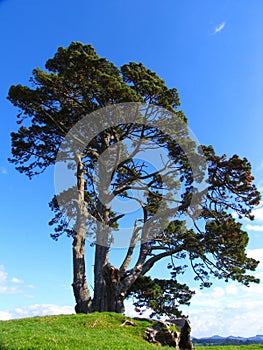 Tree In Papamoa Hills Cultural Heritage Regional Park, New Zealand photo