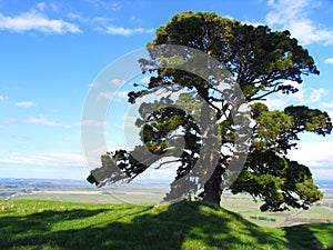 Huge tree shadow and blue sky, Papamoa Hills Cultural Heritage Regional Park, New Zealand photo
