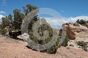 Tree adapted to tough high desert conditions in the the Colorado National Monument