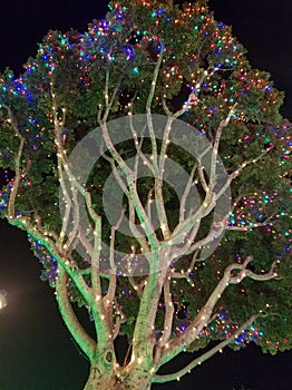 The tree is adorned with beautifully glowing lights in disneyland