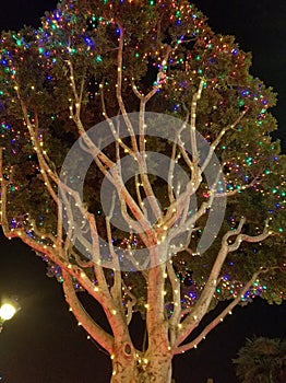 The tree is adorned with beautifully glowing lights in disneyland