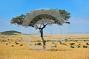 Un albero savana 