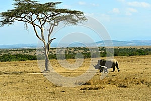 The tree in the African savanna photo