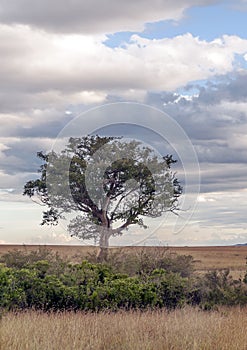 Tree on the African savannah