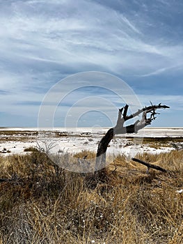 Tree in African savannah. Desert landscape and lonely dried plant. Dirt road.