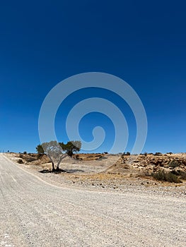 Tree in African savannah. Desert landscape and lonely dried plant. Dirt road.