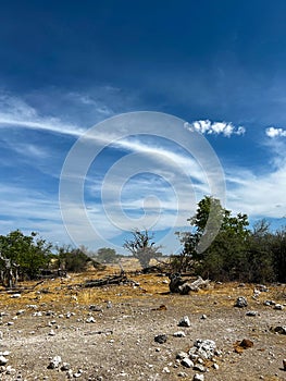 Tree in African savannah. Desert landscape and lonely dried plant. Dirt road.