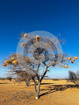 Tree in African savannah. Desert landscape and lonely dried plant. Dirt road.