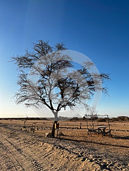 Tree in African savannah. Desert landscape and lonely dried plant. Dirt road.