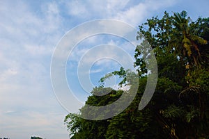 Tree again bright blue sky