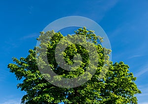 Tree against the blue sky