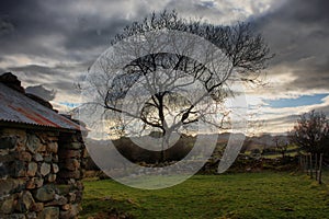 A tree against a dark grey moody sky in snowdonia