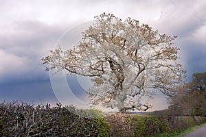 Tree against a dark sky