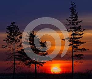 Tree against the morning sun. Breaking Dawn.