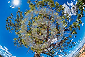 Tree against the sun and blue sky of Bryce Canyon on a beautiful sunny day