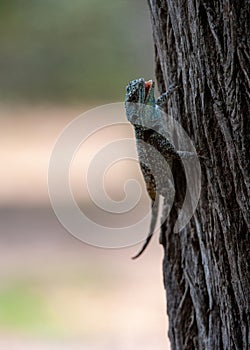 Tree Agama (Acanthocercus atricollis) Marakele National Park, South Africa