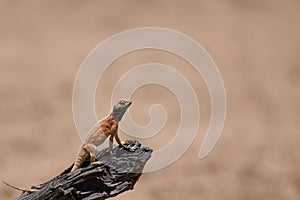 Tree Agama Sunbathing