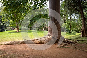 The tree Agathis Robusta (Paws of Elephant)