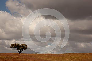 tree in a alentejo farm